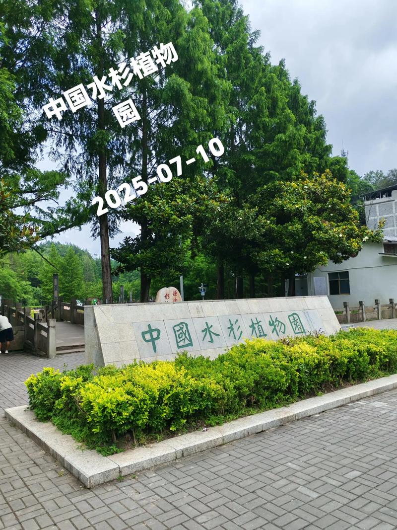 水杉是国家一级保护植物对吗?——从珍稀古树到园艺瑰宝的全面解析 二、水杉的植物学特征与辨识要点