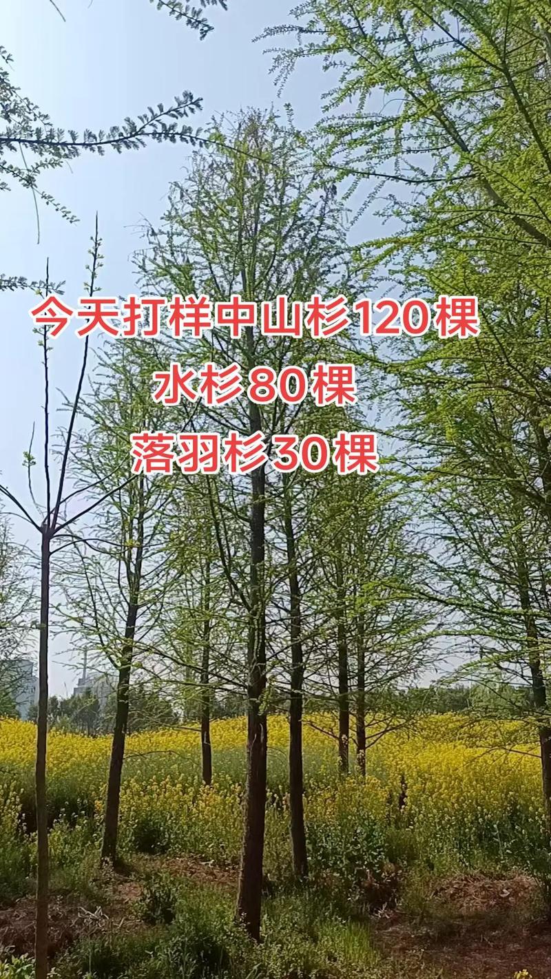水杉是国家一级保护植物对吗?——从珍稀古树到园艺瑰宝的全面解析 四、保护与传承:从“活化石”到“绿色名片”