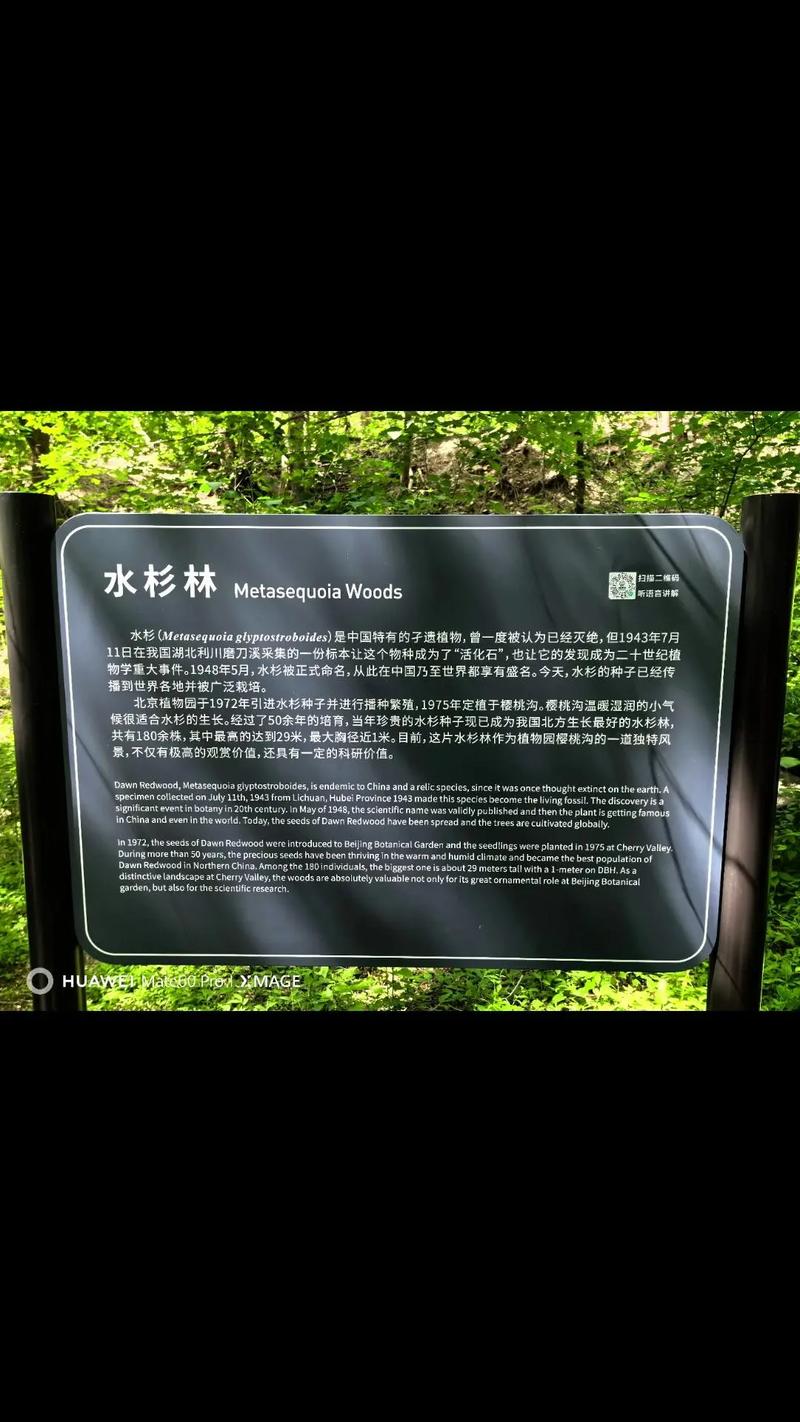 水杉是国家一级保护植物对吗?——从珍稀古树到园艺瑰宝的全面解析 三、水杉的园艺价值与栽培要点