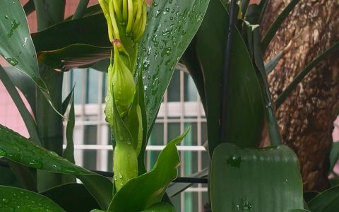 富贵竹会开花吗？家庭养护促花条件与技巧全解析