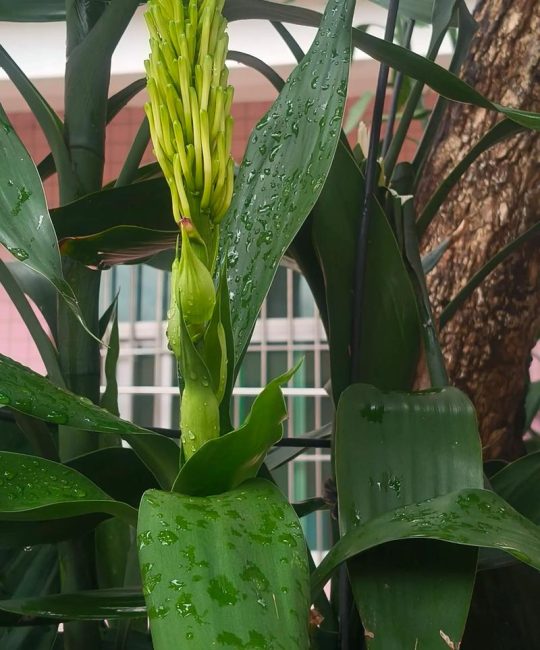 富贵竹会开花吗？家庭养护促花条件与技巧全解析