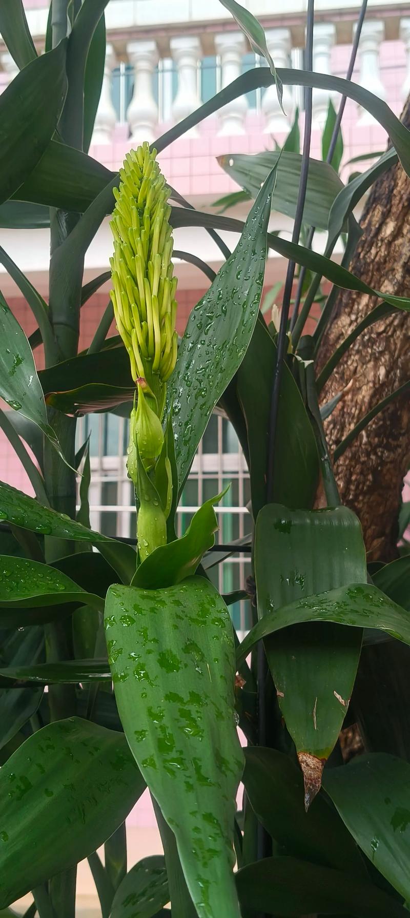 一、浇水：保持水质清洁，避免烂根是基础