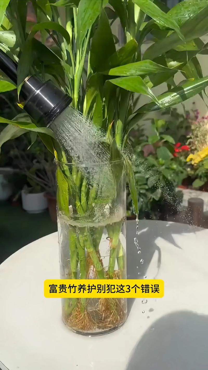 二、施肥：以氮肥为主，定期补充磷钾肥刺激花芽分化
