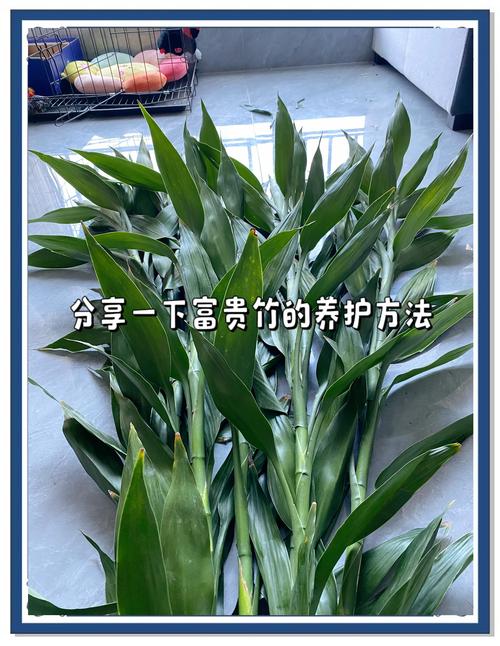 四、修剪：定期清理黄叶和弱根，保持株形通透