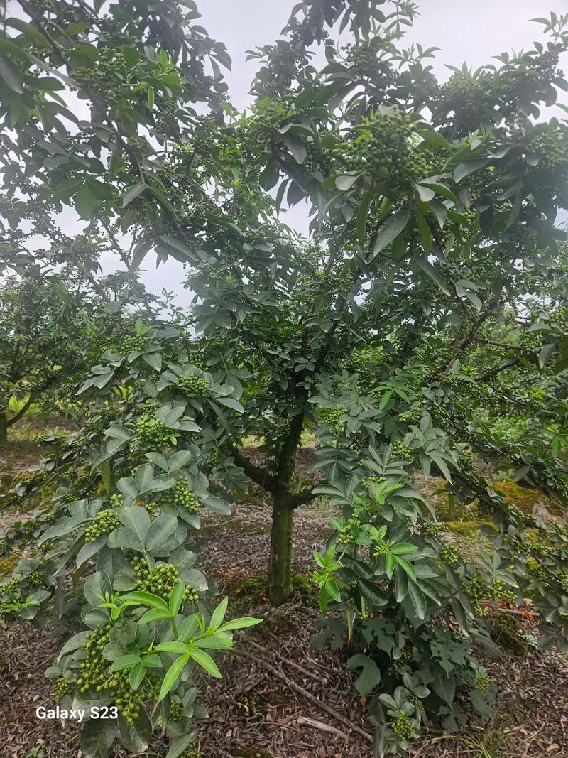花椒树到底用不用浇水?家庭种植花椒树的浇水与养护全指南 光照:花椒树爱晒太阳,光照充足结果才多