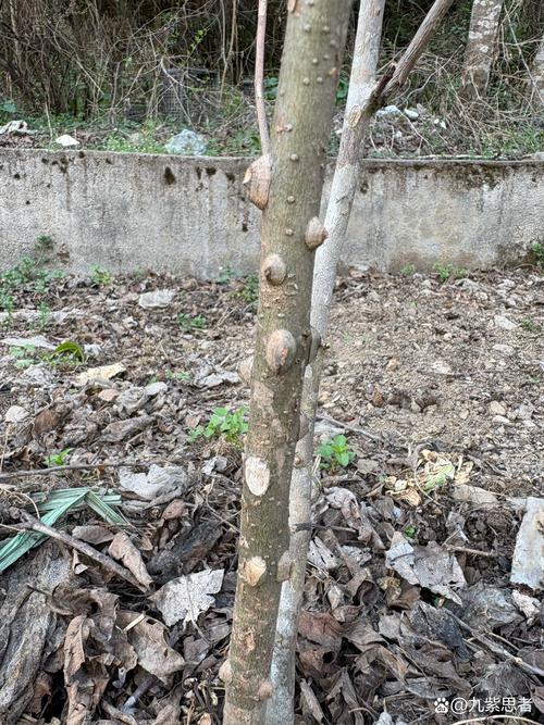花椒树到底用不用浇水?家庭种植花椒树的浇水与养护全指南 修剪:剪掉病弱枝和旺长枝,通风透光更关键