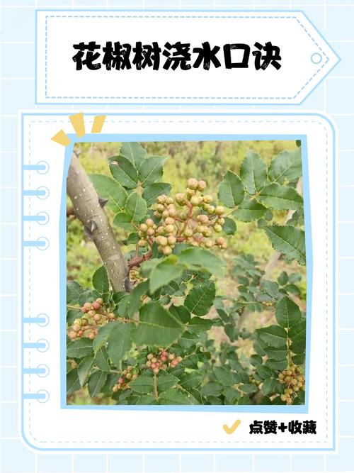 花椒树到底用不用浇水?家庭种植花椒树的浇水与养护全指南 换盆/田间管理:盆栽每两三年换一次,地栽注意松土排水
