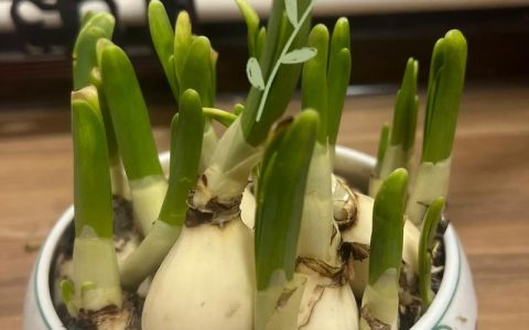 水培水仙花需要换水吗？换水频率、操作步骤与常见误区全解析