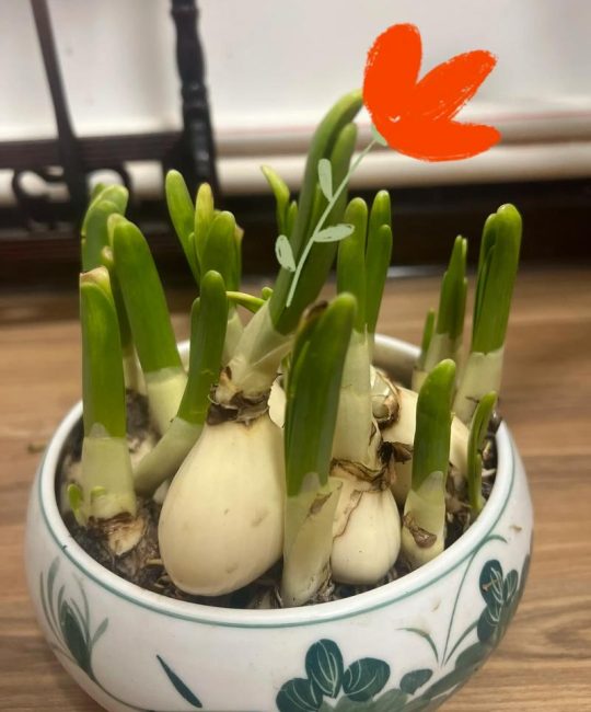 水培水仙花需要换水吗？换水频率、操作步骤与常见误区全解析
