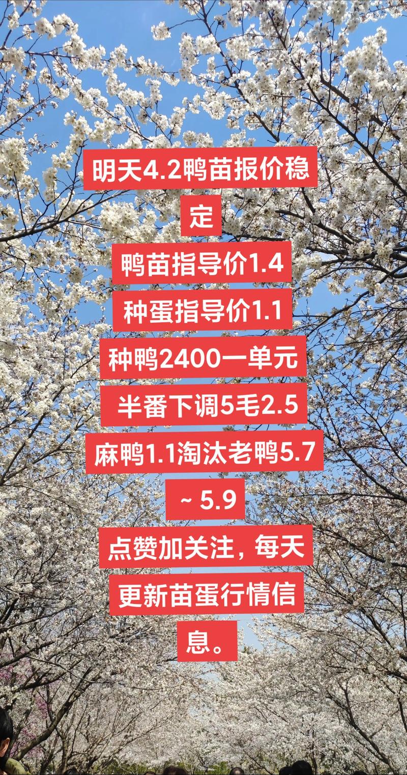 鸭苗价格多少钱一只?2025年最新报价参考 规格与品种(影响因素1:规格)