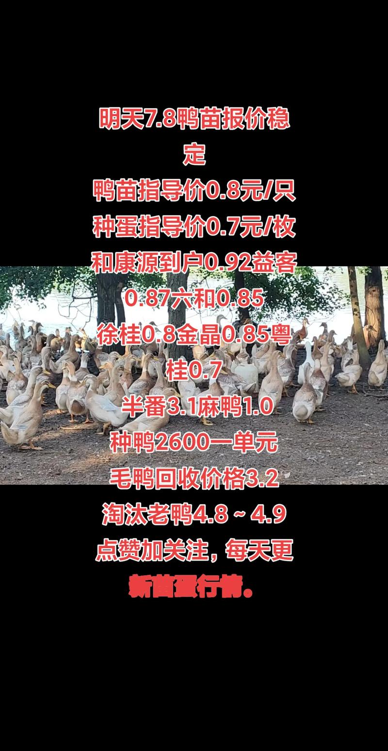 鸭苗价格多少钱一只?2025年最新报价参考 产地差异(影响因素2:产地)