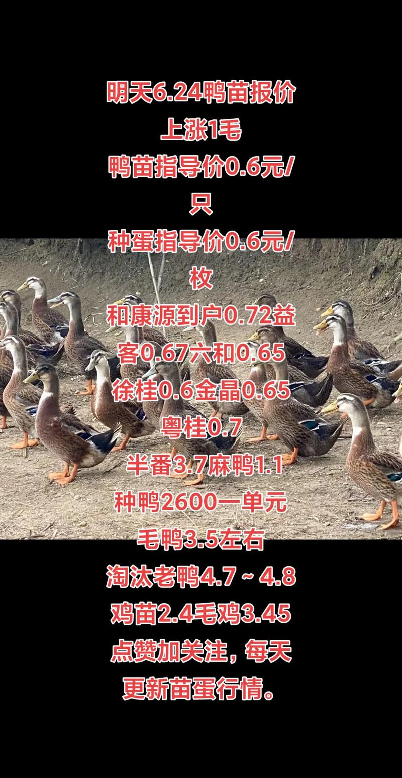 鸭苗价格多少钱一只?2025年最新报价参考 采购数量(影响因素4:数量)