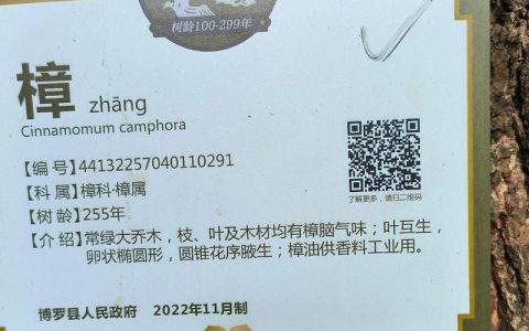 香樟树别名与园林应用全解析：从名称由来到行道树选型指南
