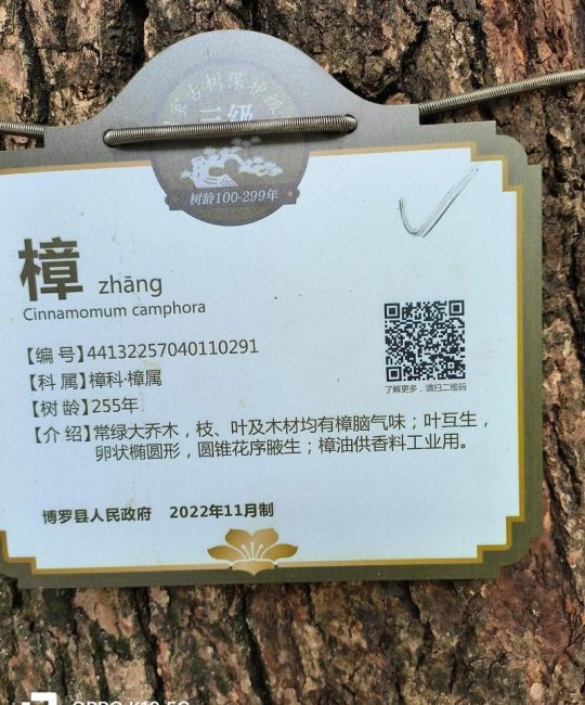 香樟树别名与园林应用全解析：从名称由来到行道树选型指南