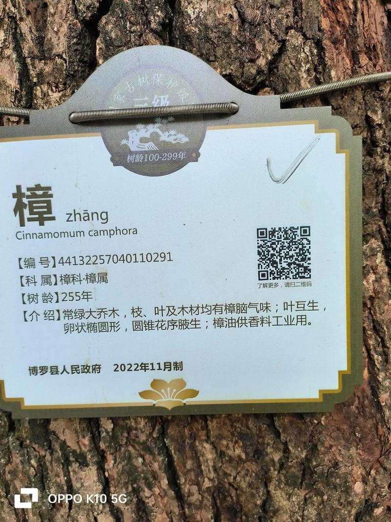 形态特征：成年植株的树形与冠幅参数