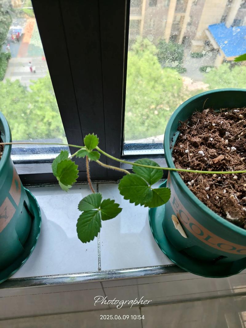 草莓苗培育全攻略:从匍匐茎到健壮幼苗的精确技术指南 二、基质配制与环境参数设定