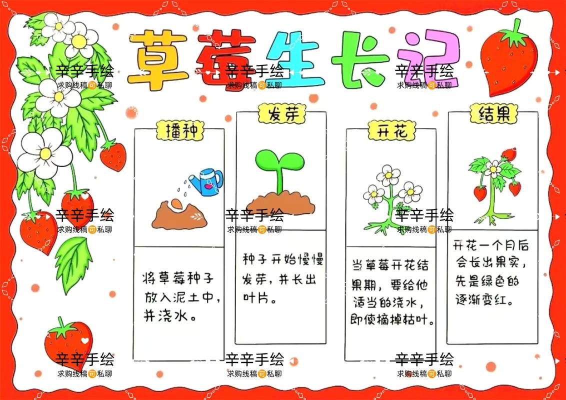 草莓苗培育全攻略:从匍匐茎到健壮幼苗的精确技术指南 五、幼苗管理指南与移栽决策