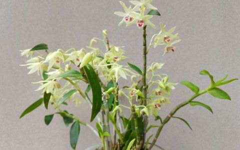 石斛花别名叫什么？附完整百科介绍