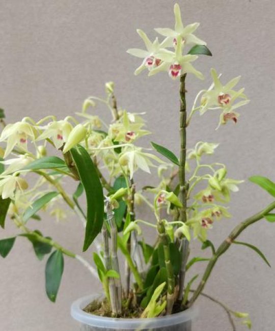 石斛花别名叫什么？附完整百科介绍