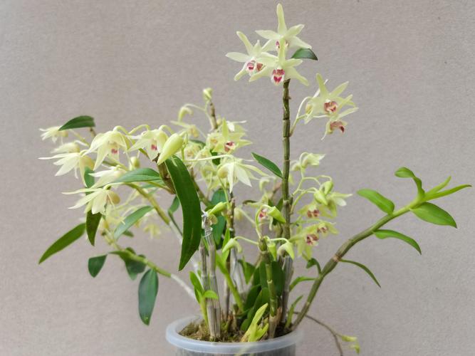石斛花别名叫什么?附完整百科介绍 石斛花别名叫什么?附完整百科介绍