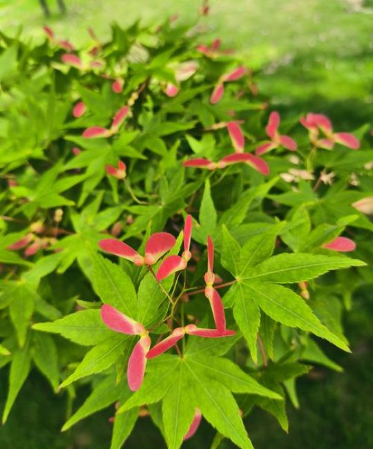 枫树的叶子是什么样子的？鸡爪槭叶形特征、生长习性与识别指南