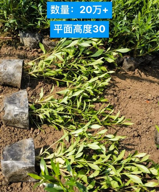 小叶栀子花多少钱一株？2024年最新价格参考与影响因素详解