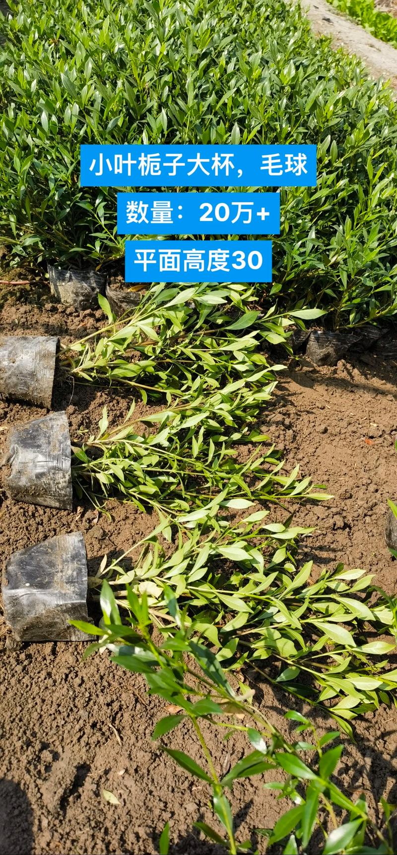 小叶栀子花多少钱一株?2024年最新价格参考与影响因素详解 价格快速参考