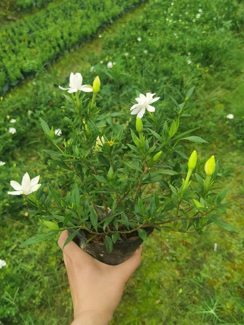 小叶栀子花多少钱一株?2024年最新价格参考与影响因素详解 数量影响价格——批量采购降幅可观
