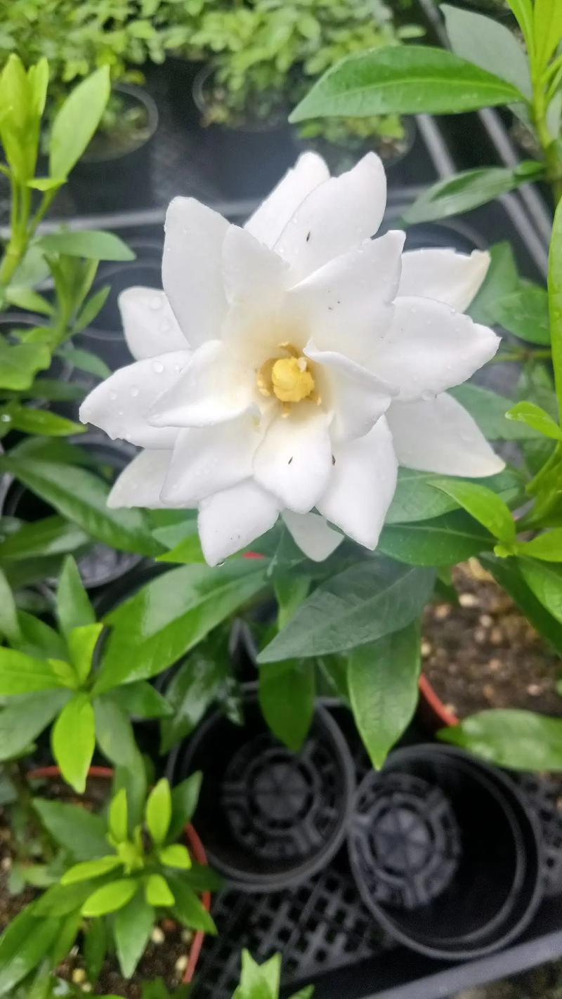 小叶栀子花多少钱一株?2024年最新价格参考与影响因素详解 季节影响价格——波动规律清晰