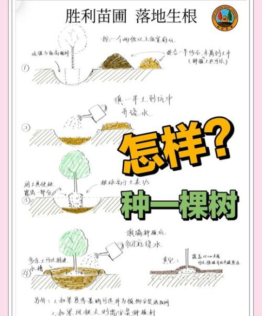树苗怎么获得？园艺新手必备的三种途径与技巧