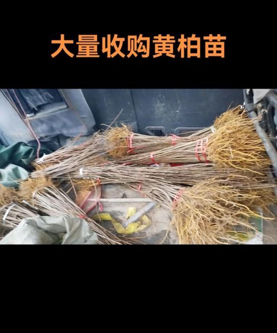 川黄柏树苗采购全流程核查指南——从品种鉴别到售后保障