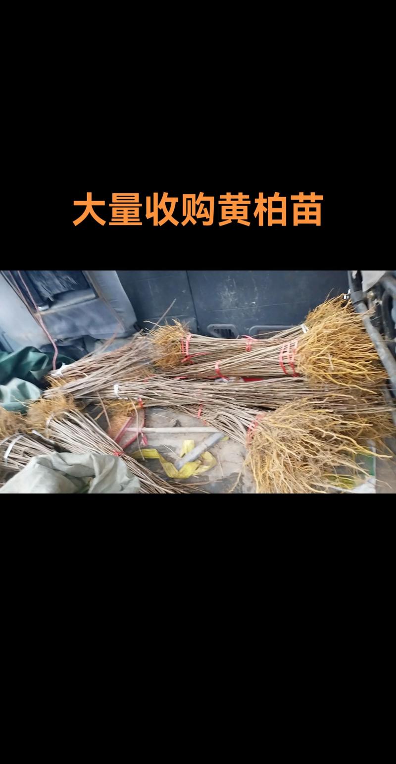 川黄柏树苗采购全流程核查指南——从品种鉴别到售后保障 一、为什么需要严谨的采购流程?