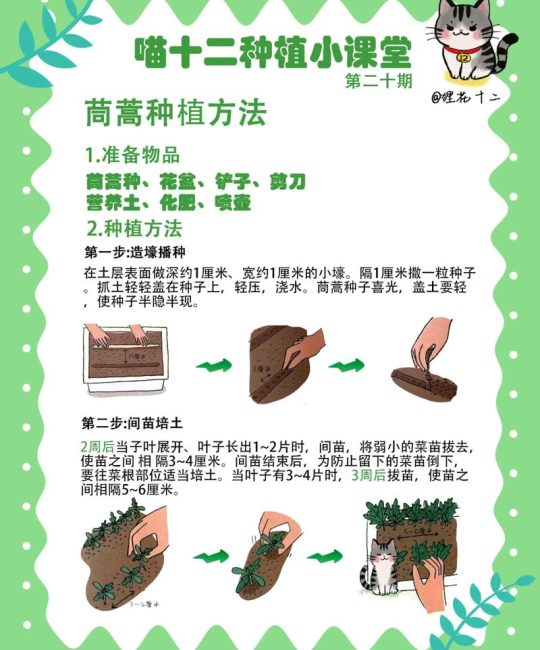 茼蒿是十字花科蔬菜吗？揭开茼蒿的植物学身份与种植技巧