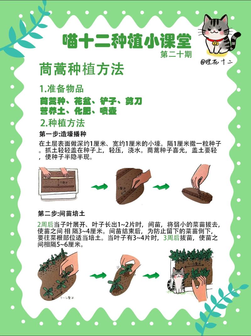 茼蒿是十字花科蔬菜吗?揭开茼蒿的植物学身份与种植技巧 茼蒿是十字花科蔬菜吗?先给出明确答案