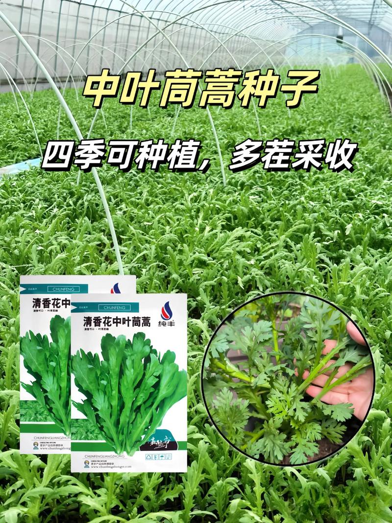 茼蒿是十字花科蔬菜吗?揭开茼蒿的植物学身份与种植技巧 为什么容易混淆?