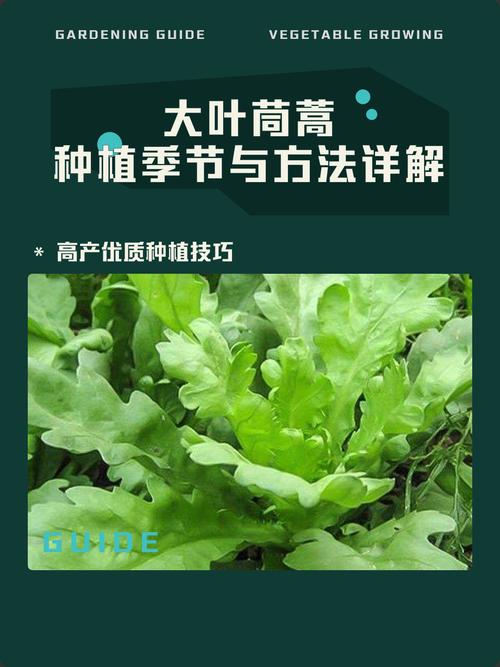 茼蒿是十字花科蔬菜吗?揭开茼蒿的植物学身份与种植技巧 总结:茼蒿 ≠ 十字花科,但同样值得种