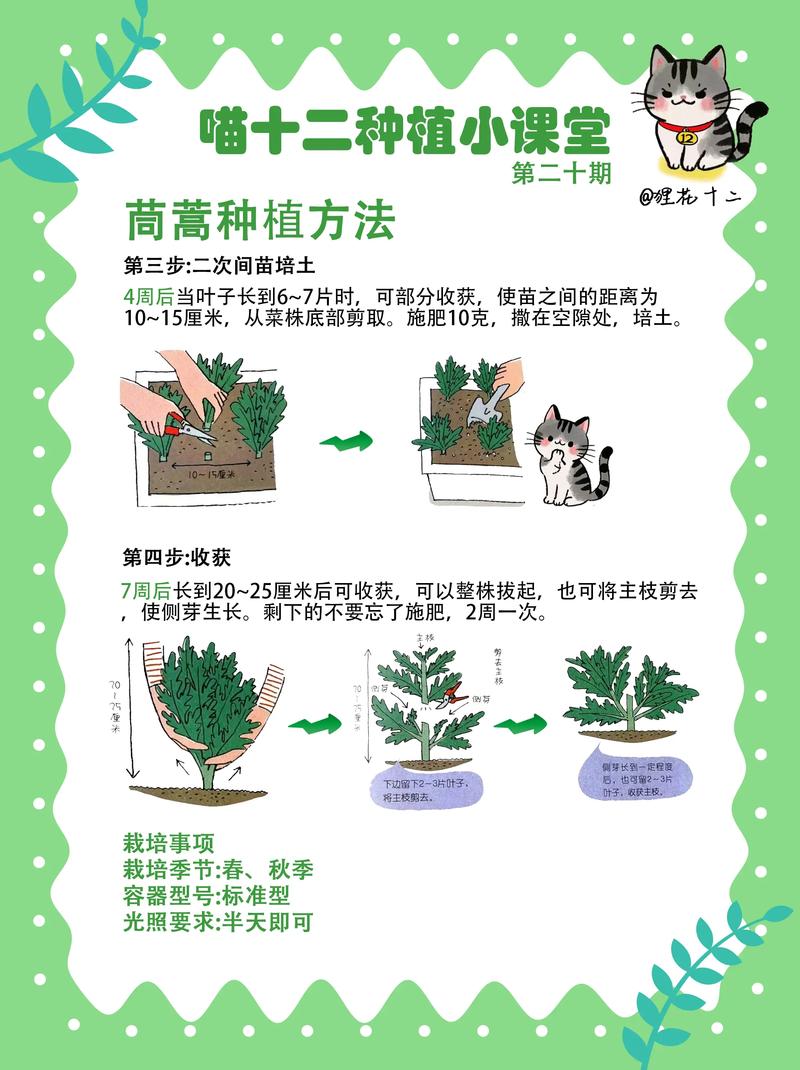 茼蒿是十字花科蔬菜吗?揭开茼蒿的植物学身份与种植技巧 茼蒿的植物学特征与分类地位