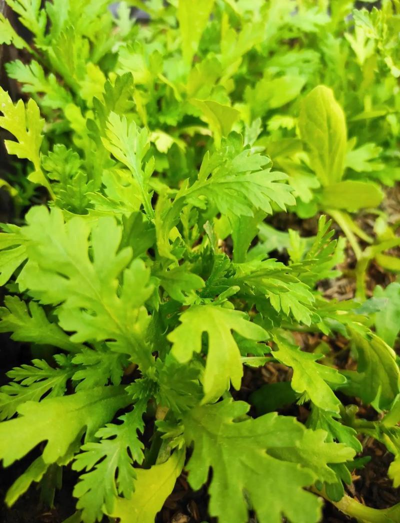 茼蒿是十字花科蔬菜吗?揭开茼蒿的植物学身份与种植技巧 家庭种植茼蒿的要点