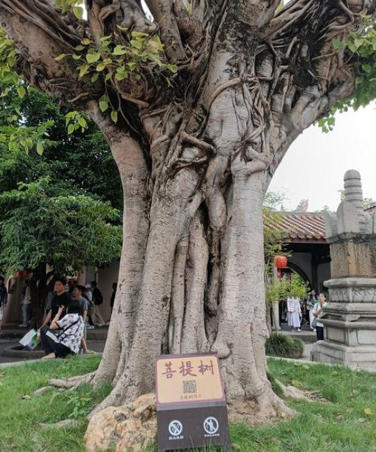 真的有菩提树吗？一株真实存在的智慧之树