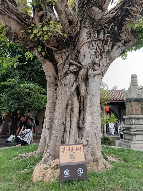 真的有菩提树吗？一株真实存在的智慧之树