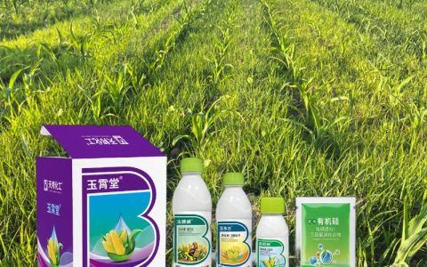 玉米苗后除草剂有哪些？安全高效的选择与使用指南