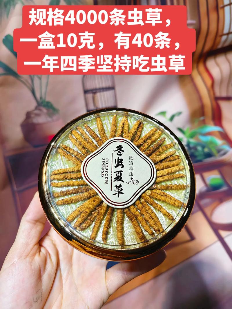 虫草园艺种植指南:1克虫草大概有多少根?详解虫草规格与培育技术 四、种植步骤与关键节点
