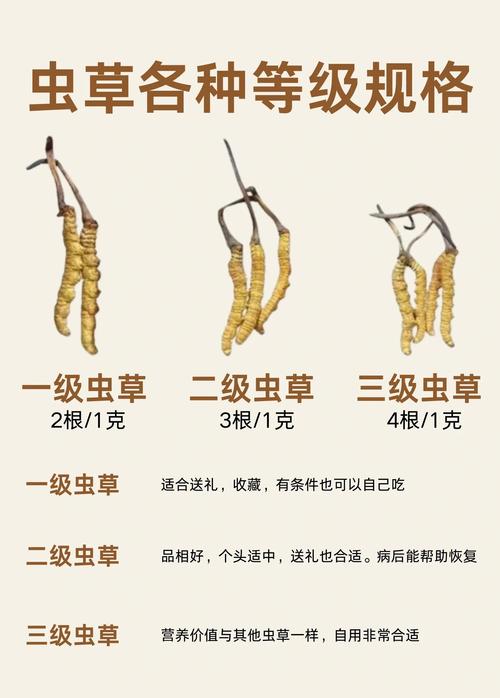 虫草园艺种植指南:1克虫草大概有多少根?详解虫草规格与培育技术 三、主要栽培基质与配方