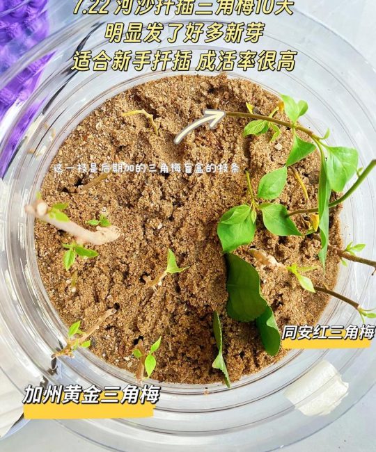 三角梅扦插方法和最佳季节：家庭繁殖全攻略