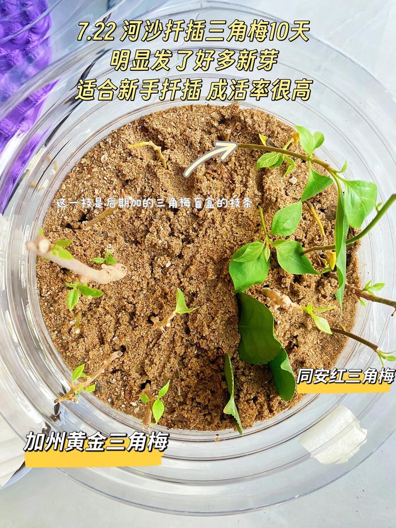 三角梅扦插方法和最佳季节:家庭繁殖全攻略 三角梅扦插方法和最佳季节:家庭繁殖全攻略