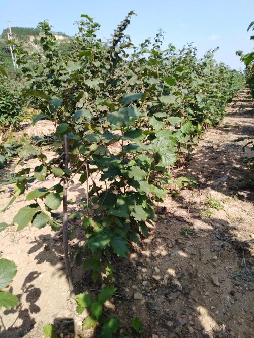 榛子苗价格多少钱一棵?2025年市场参考区间与选购指南 选购与询价指南