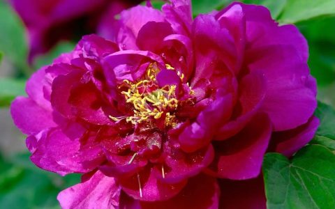 牡丹花颜色有几种颜色？从红白粉黄到绿黑紫的全解析