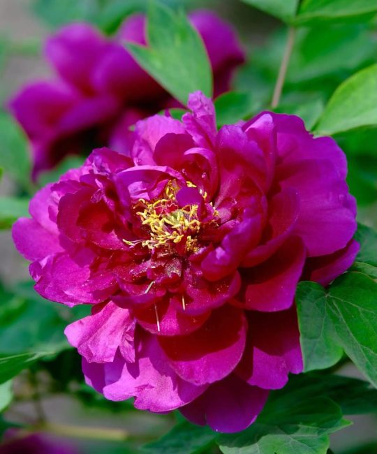 牡丹花颜色有几种颜色？从红白粉黄到绿黑紫的全解析