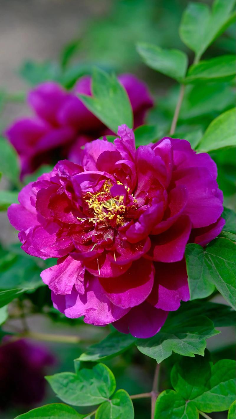 牡丹花颜色有几种颜色？从红白粉黄到绿黑紫的全解析