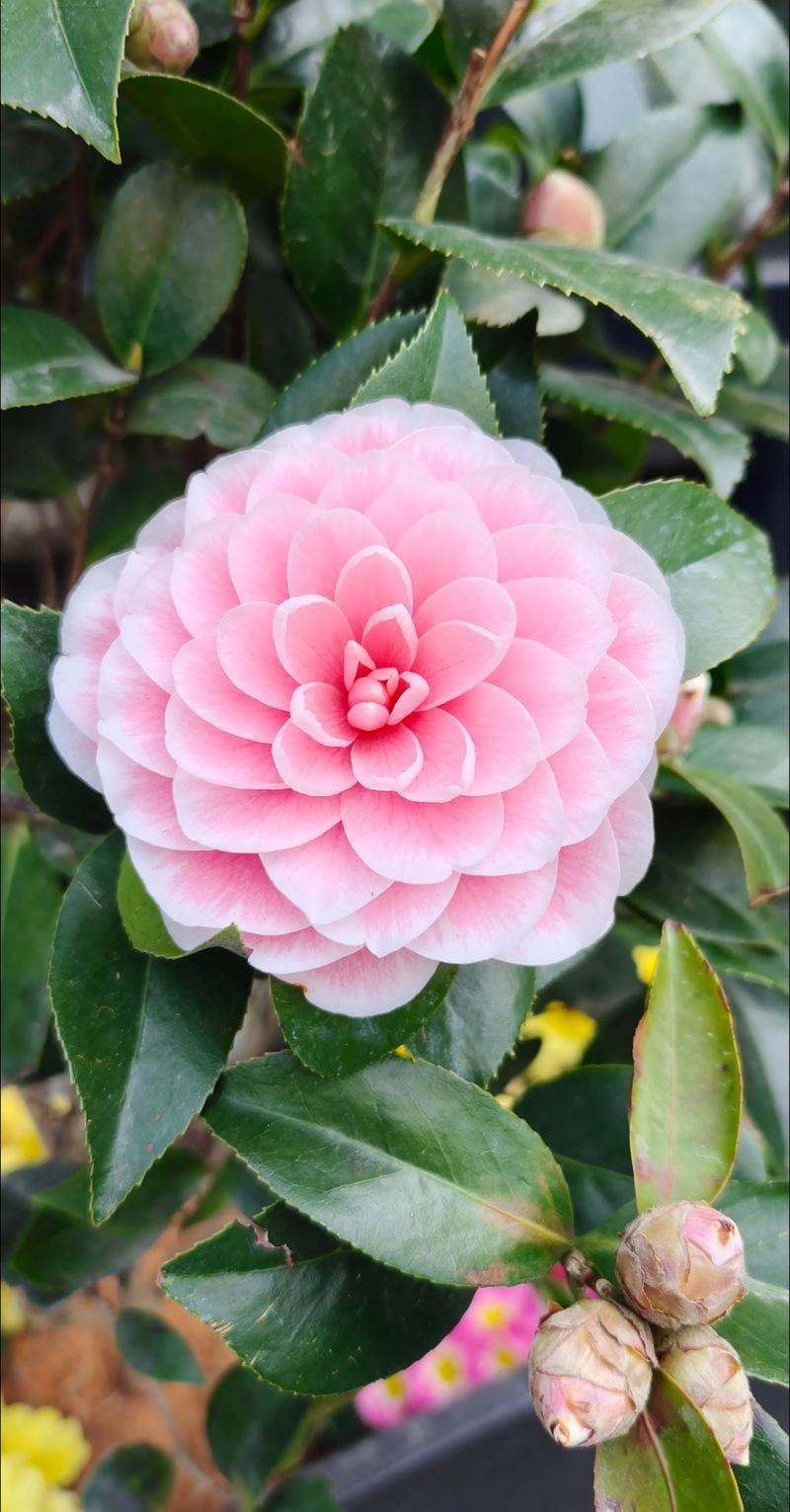 山茶花什么颜色的? 光照与水肥精准方案